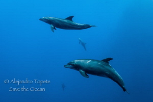 Dolphins come, Roca Partida México by Alejandro Topete 